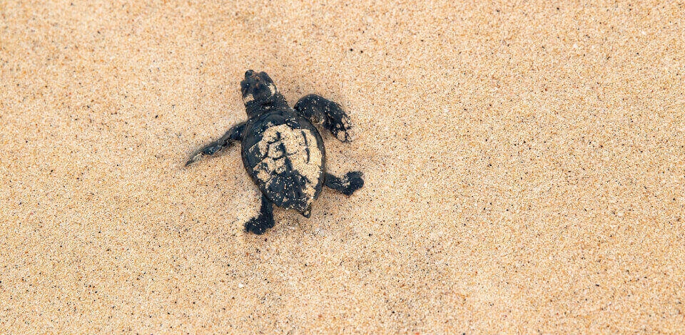 The release of sea turtles from captivity
