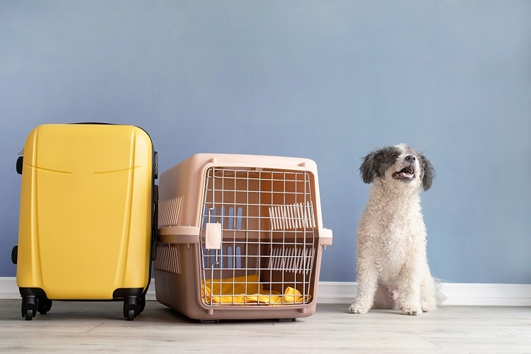 Perguntas Frequentes sobre a viagem para Cabo Verde com animais de estimação