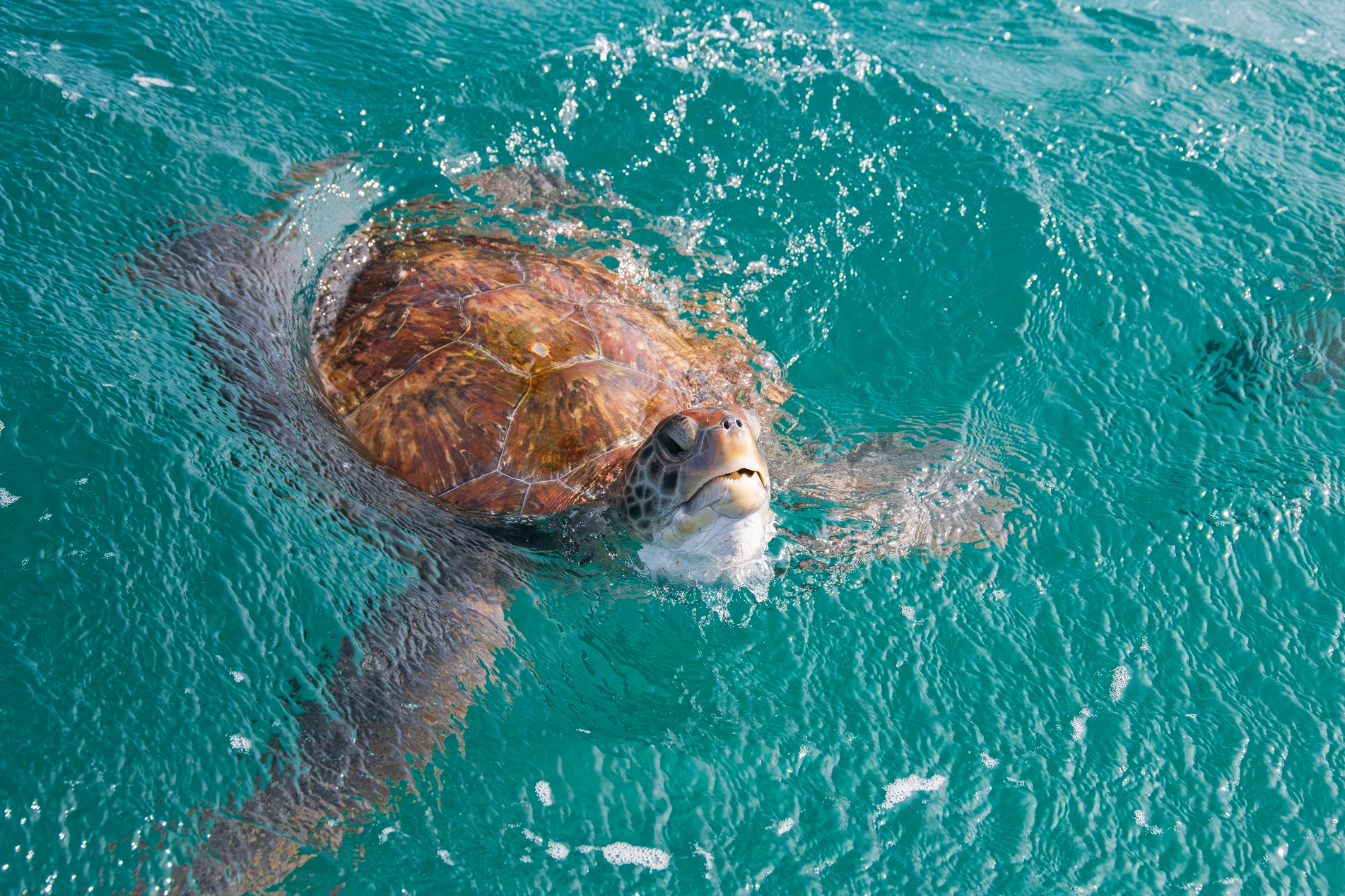 Voluntariado ambiental em Cabo Verde