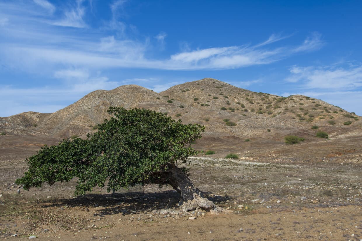 Figueira Monte Branco