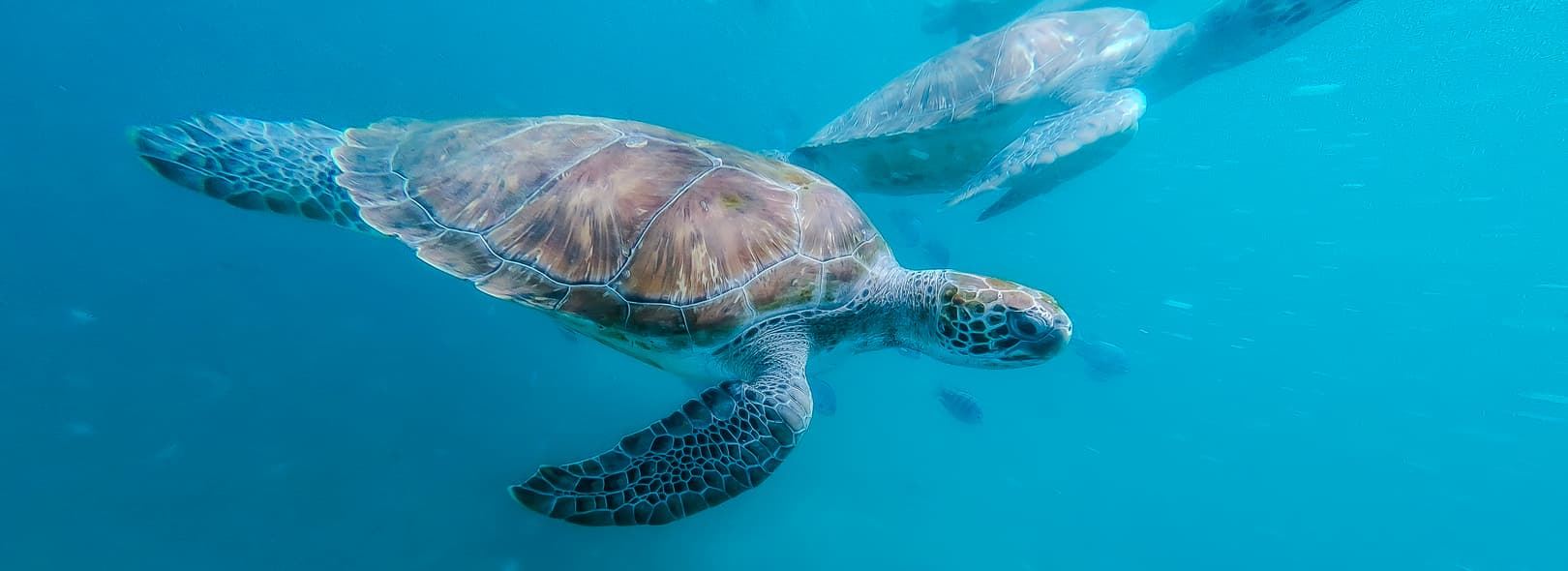 Aquatic Adventures: diving and snorkeling in the Cabo Verde Islands