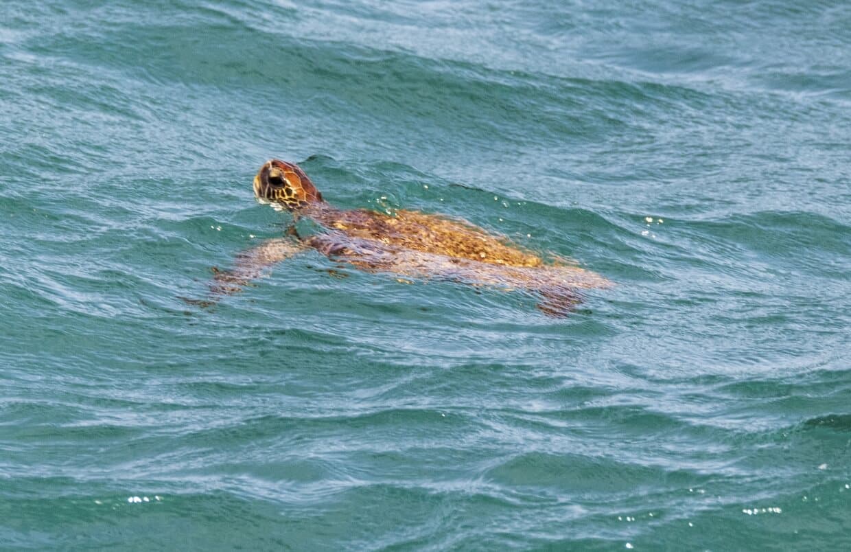 Observação de Animais