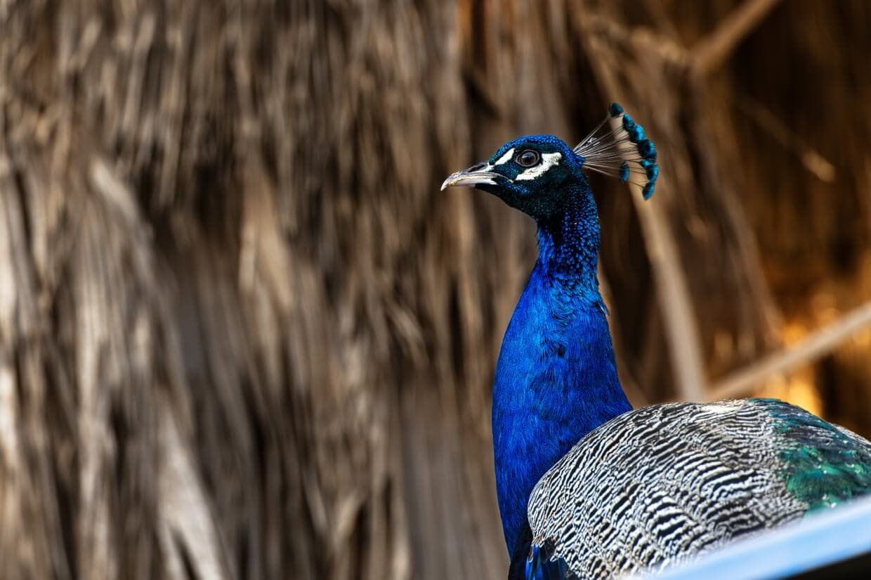 Viveiro Botanical Garden & Zoo